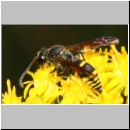 Ancistrocerus nigricornis - Faltenwespe m005d 8-9mm - Sandgrube Niedringhaussee-det.jpg